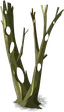 Indice Arbre à trous dans le décor