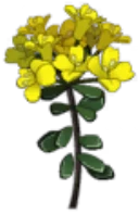 Icône d'Alyssum