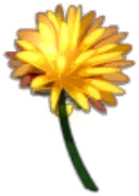 Icône de Chrysanthème