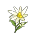 Icône d'Edelweiss