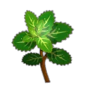 Icône de Menthe Sauvage